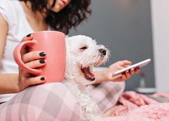 Tranquilidade para o seu pet